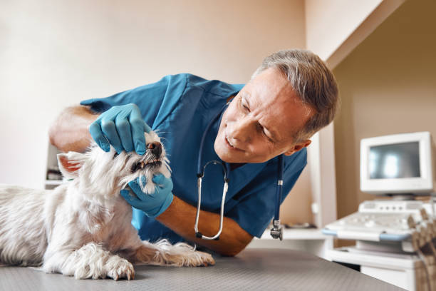 Best Broken or Chipped Tooth Repair in Beaumont, CA
